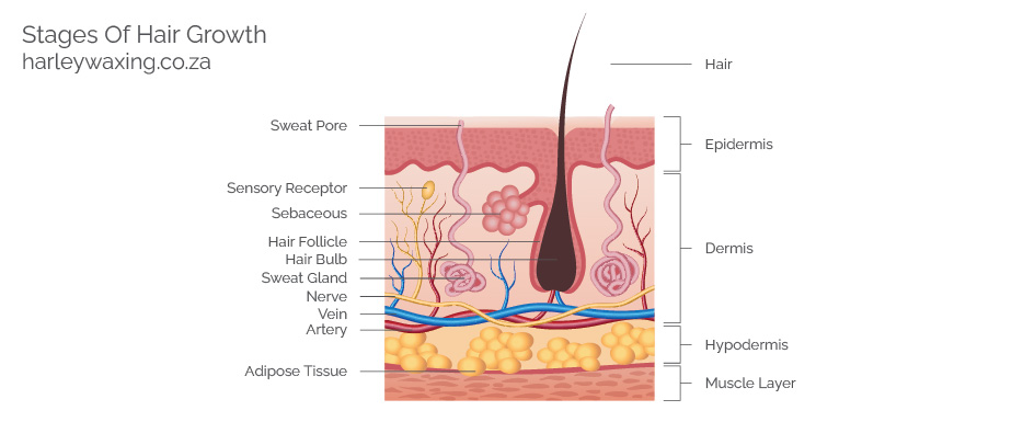 Diagram Showing the Structure of the Skin
