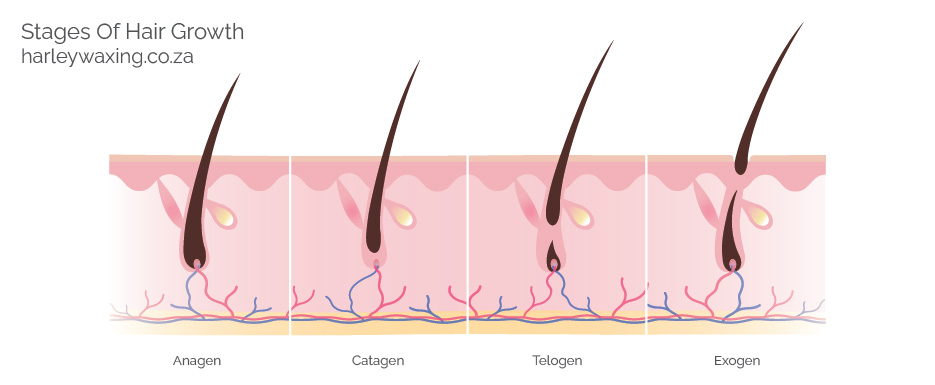 Diagram Showing the Four Stages of Hair Growth